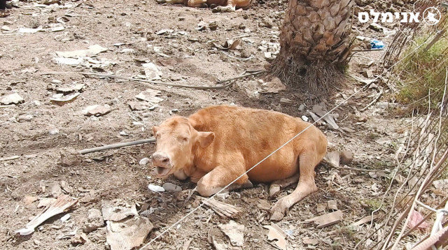 התעללות בעגלים (צילום: אנימלס)