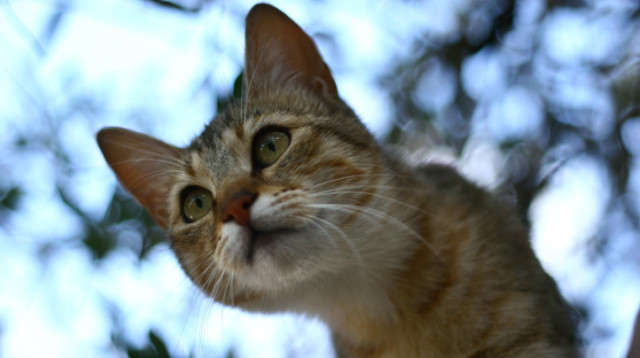 גור חתולים  (צילום: חן לאופולד, פלאש 90)