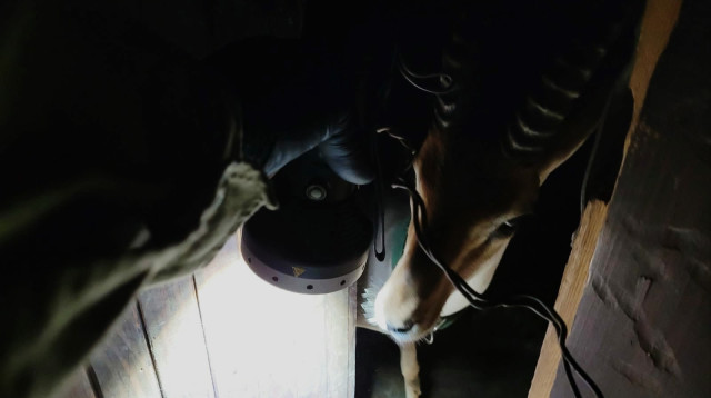 הצבי משוחרר על ידי כוחות מג"ב (צילום: משטרת ישראל,רשות הטבע והגנים)