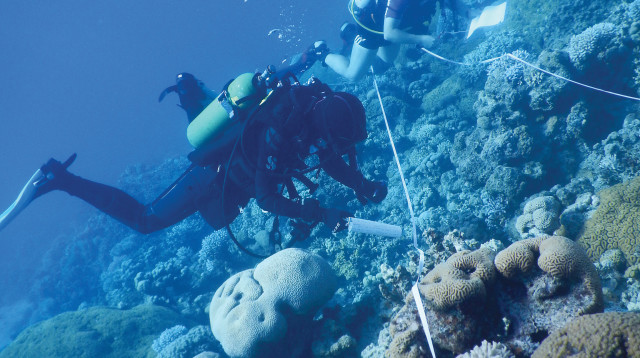 שונית האלמוגים במפרץ אילת (צילום: ענבל איילון, המכון הבין־אוניברסיטאי באילת)