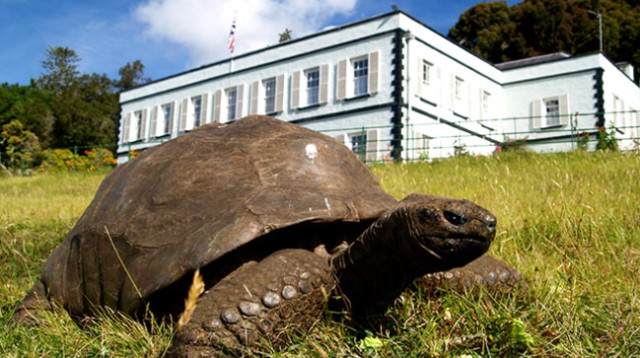 הצב ג'ונתן, החיה המבוגרת ביותר בעולם (צילום: Guinness World Records)