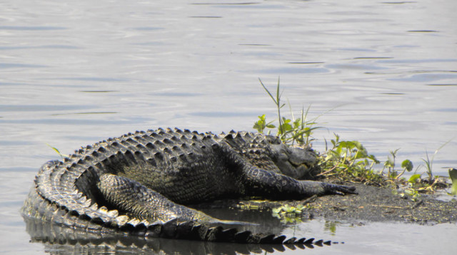 תנין, אילוסטרציה (צילום: Getty images)