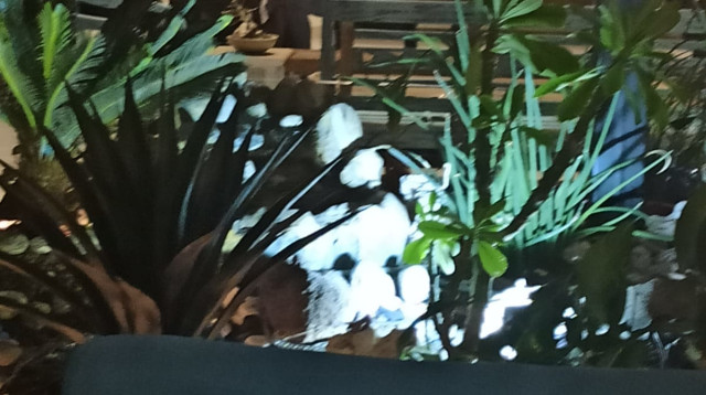 אורן שטרלינג מנכ"ל הפועל חיפה (צילום: מערכת וואלה!, פרטי)