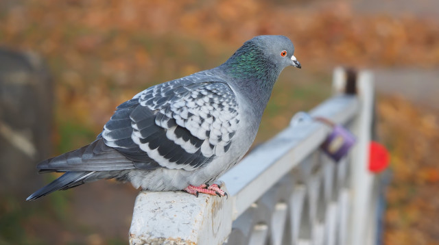 יונה, אילוסטרציה (צילום: ingimage ASAP)