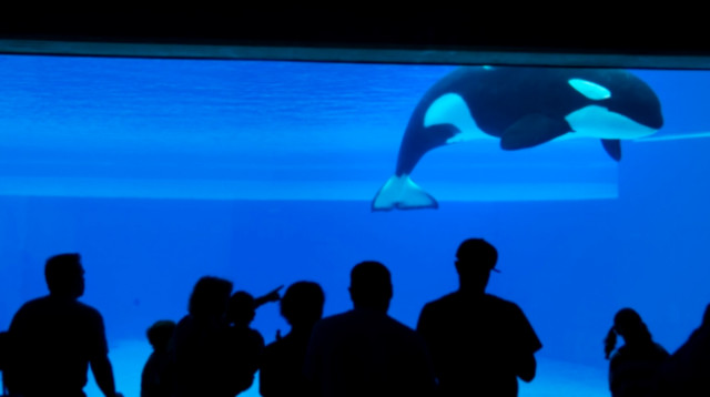 הלווייתנית קיסקה חיה לגמרי לבדה בפארק המים באיסלנד (צילום: Getty images)