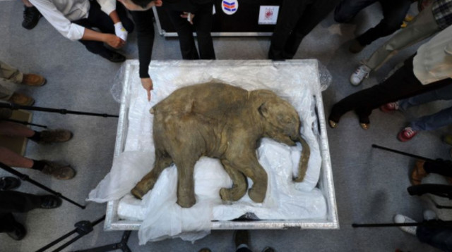 החוקרים עובדים על פיתוח עוברי פיל-ממותה (צילום: Getty images)