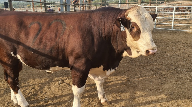 המכירה הפומבית השנתית של עגלי הרבעה (צילום: צמח תערובות)