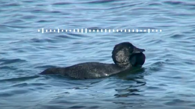 ברווז, אילוסטרציה (צילום: צילום מסך מתוך רויטרס)