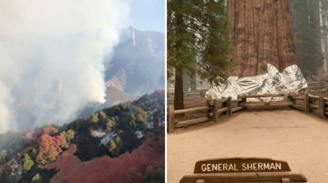 העץ הגדול ביותר בעולם (צילום: Sequoia and Kings Canyon National Parks)
