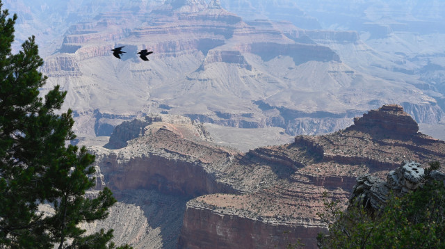 הגרנד קניון באריזונה (צילום: Getty images)