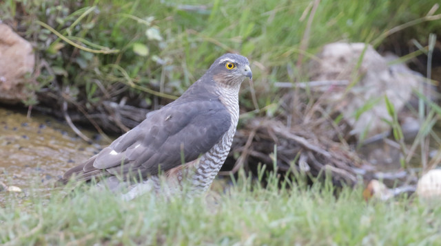 הנץ והזבוב (צילום: עמיר בלבן - החברה להגנת הטבע)
