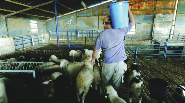 רפתן (צילום: גילי יערי, פלאש 90)