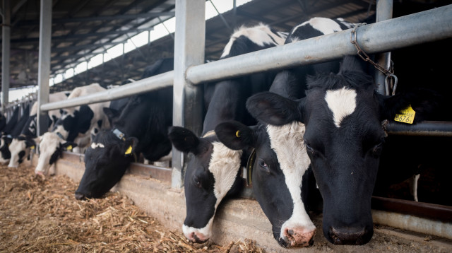 רפת בקיבוץ מעלה החמישה (צילום: ליאור מזרחי, פלאש 90)