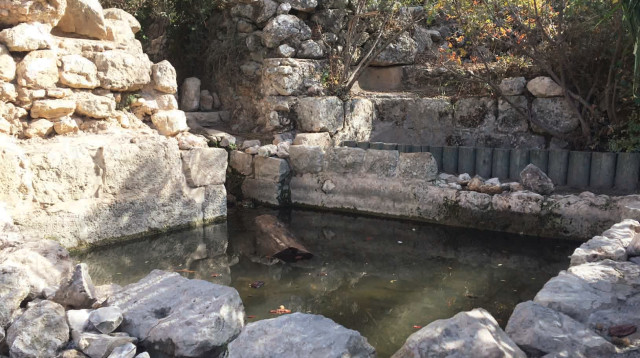 עין תמר (צילום: מיטל שרעבי)