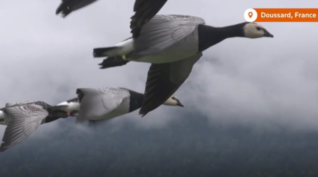 עפה עם האווזים (צילום: רויטרס)