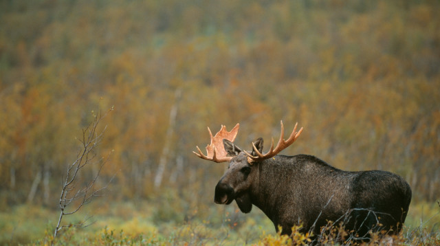 מסע האיילים הגדול בצפון שוודיה (צילום: Staffan Widstrand/imagebank.sweden.se)