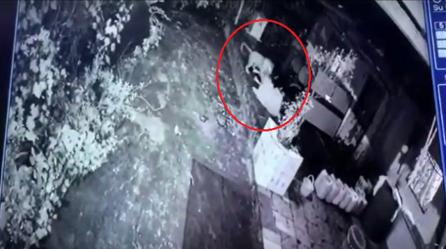 לא כדאי להתעסק איתה (צילום: צילום מסך מתוך רויטרס)