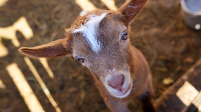 עז, אילוסטרציה (צילום: ingimage ASAP)