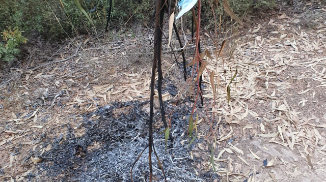 השריפה בפארק בגין, מוקד ההצתה  (צילום: כבאות והצלה)