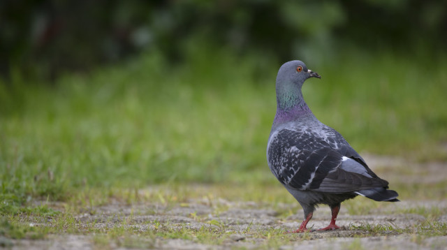 עשה ואל תעשה. כל מה שצריך לדעת כדי להתמודד עם פלישת יונים (צילום: FREEPIK)