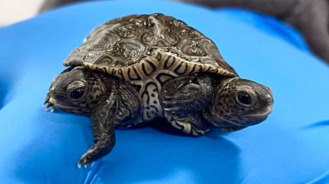 צב ים בעל שני ראשים ושש רגליים (צילום: Cape Wildlife Center ‏)