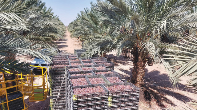 גדיד תמרים בערבה התיכונה (צילום: גיא סולומון)