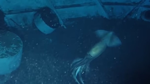 הדיונון שהתגלה בים סוף (צילום: OceanX)