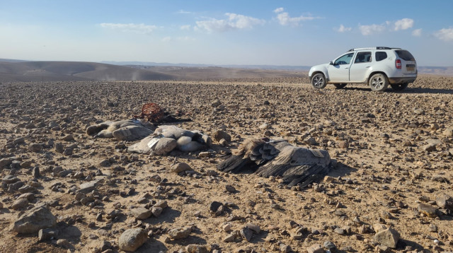 נשרים שמתו מהרעלה בנגב (צילום: אייל בן גיאט, רשות הטבע והגנים)