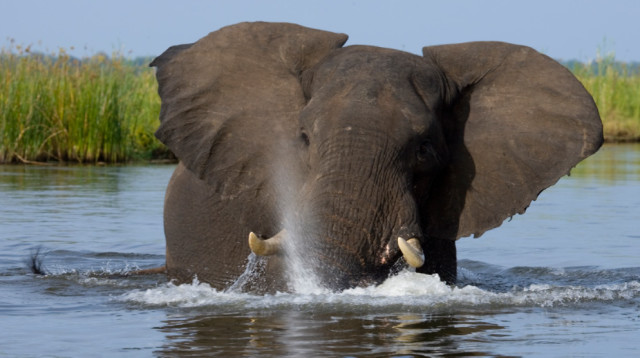 פיל בספארי בזמביה (צילום: Getty images)