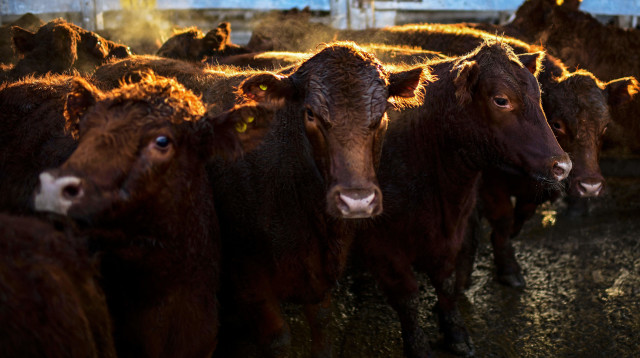 פרות (צילום: RONALDO SCHEMIDT / AFP)