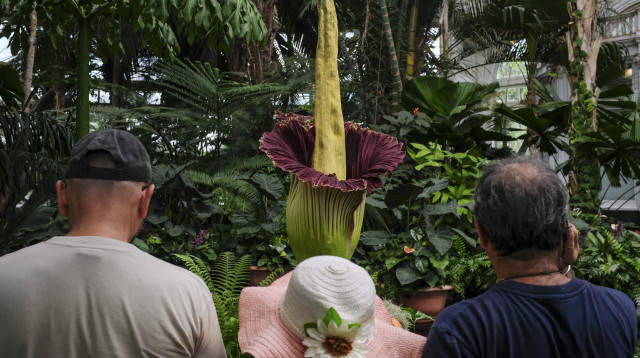 רבים מכל רחבי אירופה הגיעו לצפות ב"צמח הפין" הנדיר (צילום: Getty images)
