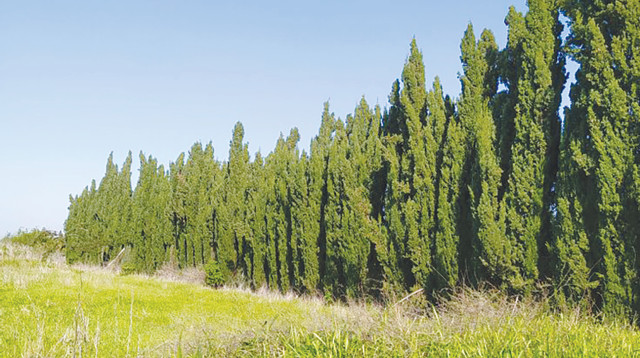 יער (צילום: איתן רוזנברג, ירוק 2000)