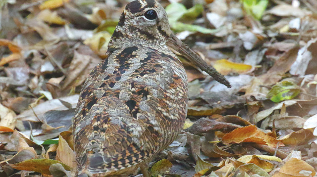 חרטומן עצים (צילום: עמיר בלבן - החברה להגנת הטבע)