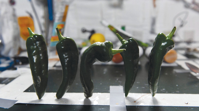 הפלפלים החריפים שגדלו בחלל (צילום: NASA)