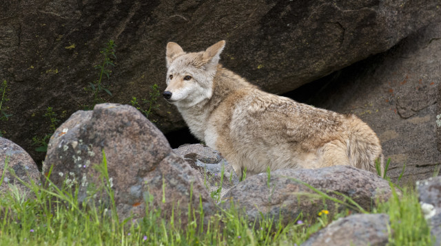 תנים (צילום: אינג אימג')
