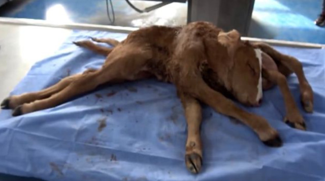 שני ראשים, שש רגליים ושני זנבות (צילום: Adnan Menders University)