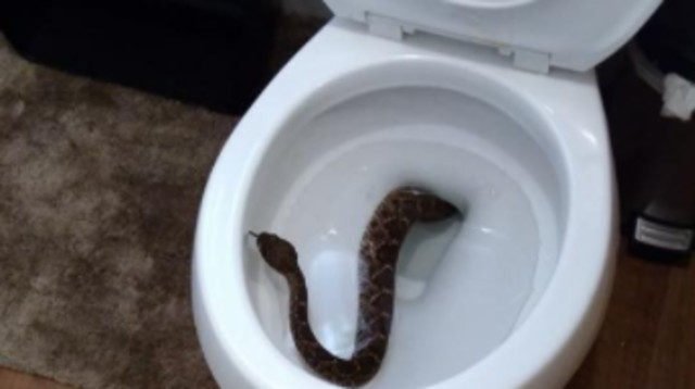 קוברה באסלה, אילוסטרציה (צילום: ingimage ASAP)