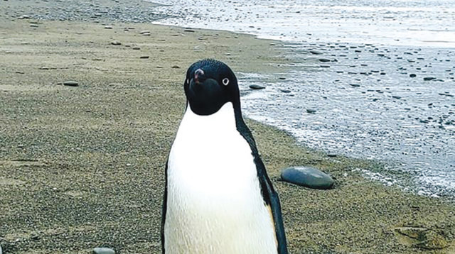 הפינגווין על חופי ניו זילנד (צילום: הארי סינג)