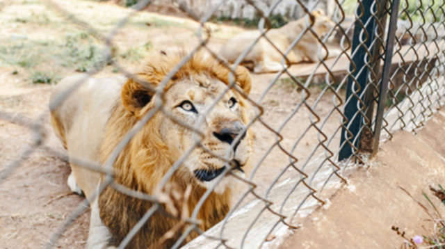 אריה בכלוב, אילוסטרציה (צילום: Getty images)