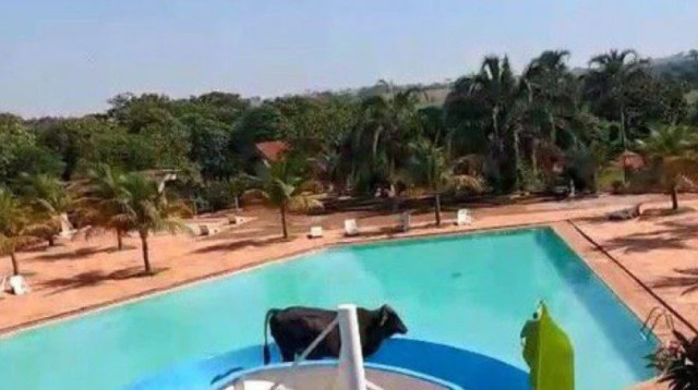 הפרה נהנית על המגלשה בפארק המים (צילום: Getty images)