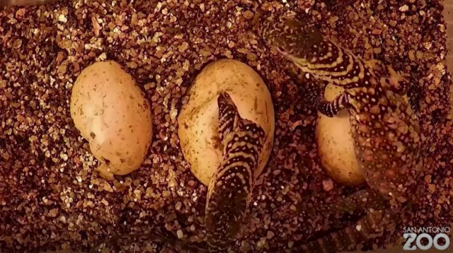 הדרקונים בוקעים מהביצה (צילום: רויטרס)