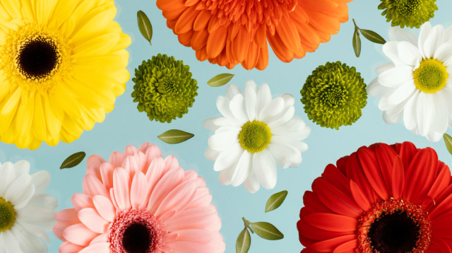צבעי פרחים והמשמעות שלהם (צילום: FREEPIK)