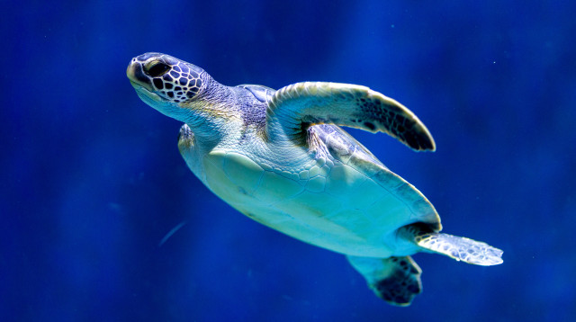 צבי ים באקווריום ישראל  (צילום: דניאל רחמים-אלוני)