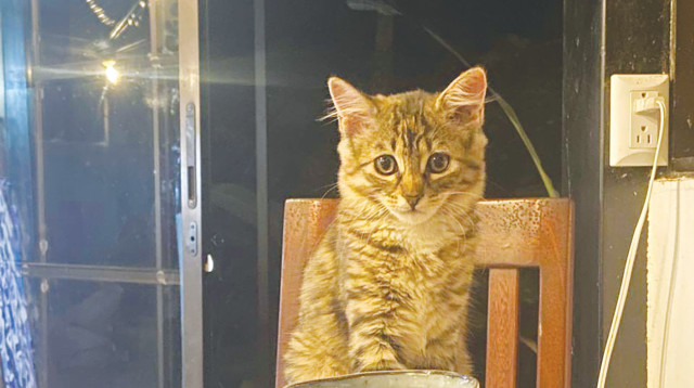 חתול, אילוסטרציה (צילום: עדי כהן)