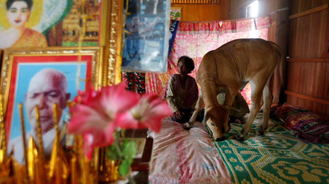האישה, הפרה והבעל המנוח  (צילום: רויטרס)