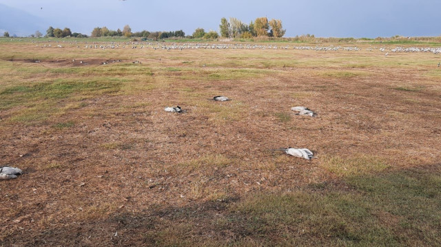 העגורים המתים באגמון החולה (צילום: קק"ל,אוריה שדה)