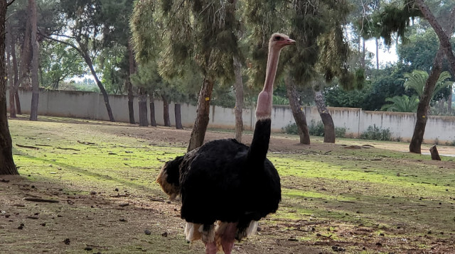 יען בספארי (צילום: חן חיימוביץ')