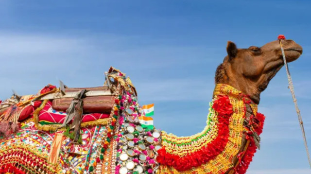 מתוך תחרות היופי לגמלים (צילום: Getty images)