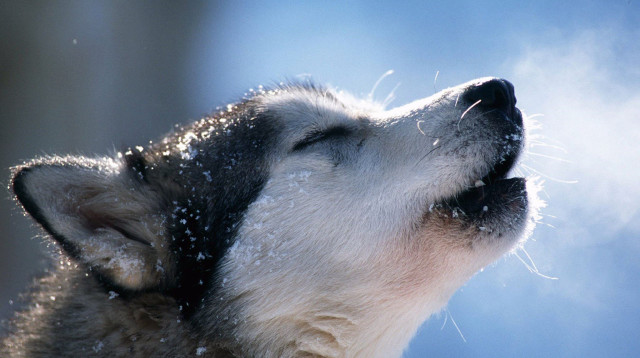 קור כלבים (צילום: רויטרס)
