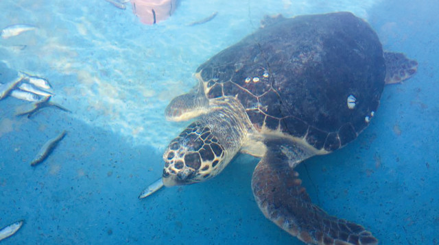 וואשה במרכז ההצלה (צילום: רשות הטבע והגנים,אולגה ריבק, רשות הטבע והגנים)